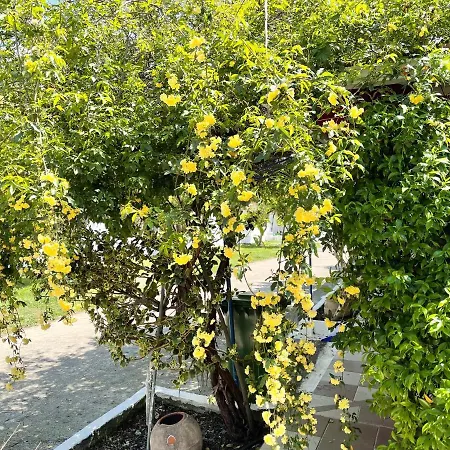 Koala Place Pensión