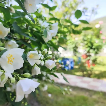 Koala Place Pensión Vasiliki
